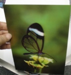 3D lenticular